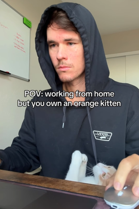 POV: working from home but you own an orange kitten VANS