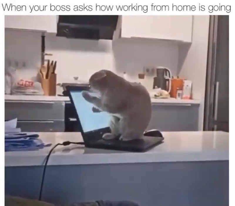 When your boss asks how working from home is going પા