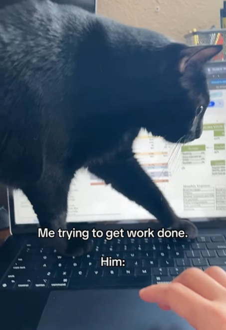 Me trying to get work done. Him: ING YOUR