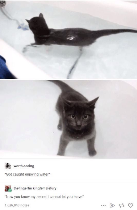 worth-seeing *Got caught enjoying water* thefingerfuckingfemalefury "Now you know my secret I cannot let you leave" 1,026,840 notes . > ♡