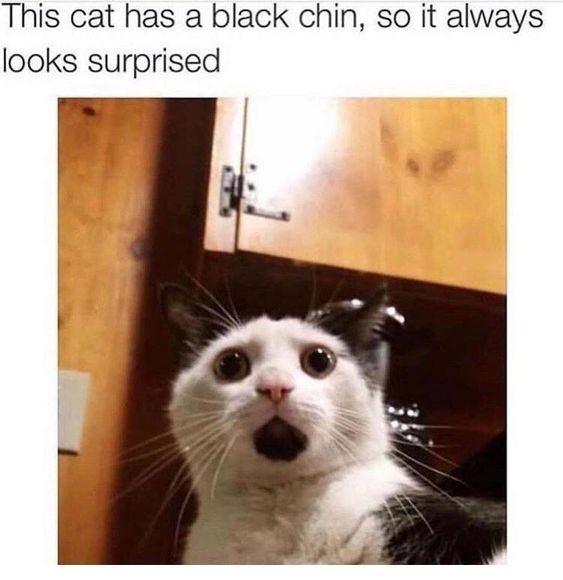 This cat has a black chin, so it always looks surprised