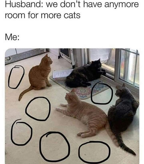 Husband: we don't have anymore room for more cats Me: O