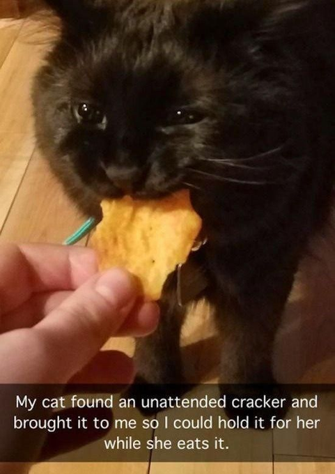 My cat found an unattended cracker and brought it to me so I could hold it for her while she eats it.