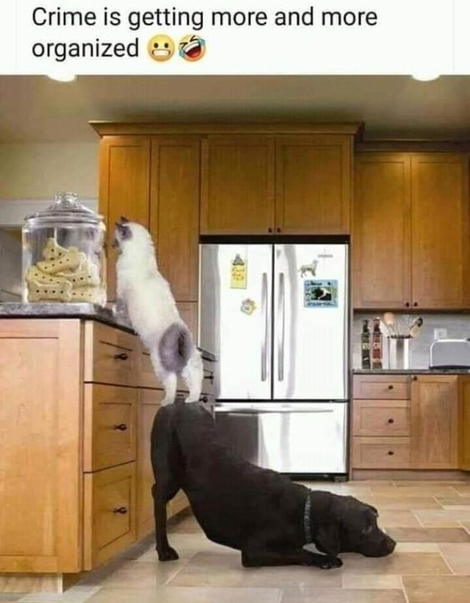 Crime is getting more and more organized