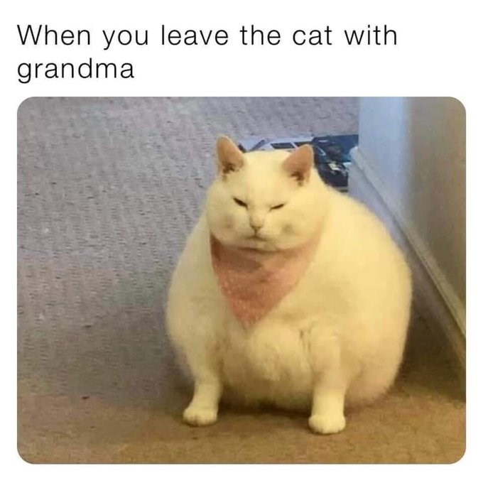 When you leave the cat with grandma