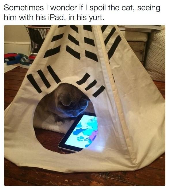 Sometimes I wonder if I spoil the cat, seeing him with his iPad, in his yurt. ות