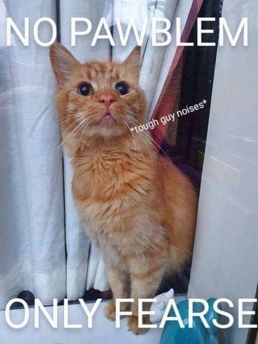 NO PAWBLEM *tough guy noises* ONLY FEARSE