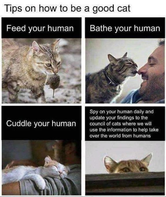 Tips on how to be a good cat Feed your human Bathe your human Cuddle your human Spy on your human daily and update your findings to the council of cats where we will use the information to help take over the world from humans