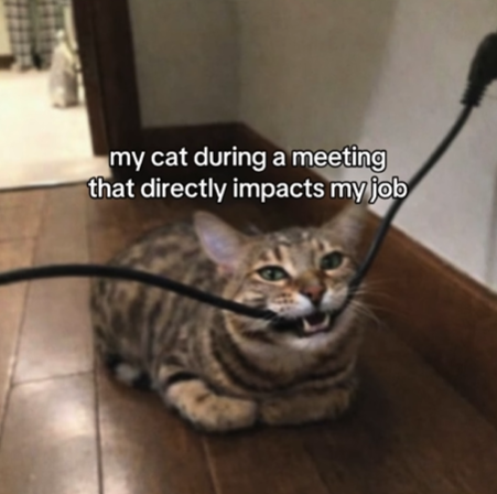 my cat during a meeting that directly impacts my job