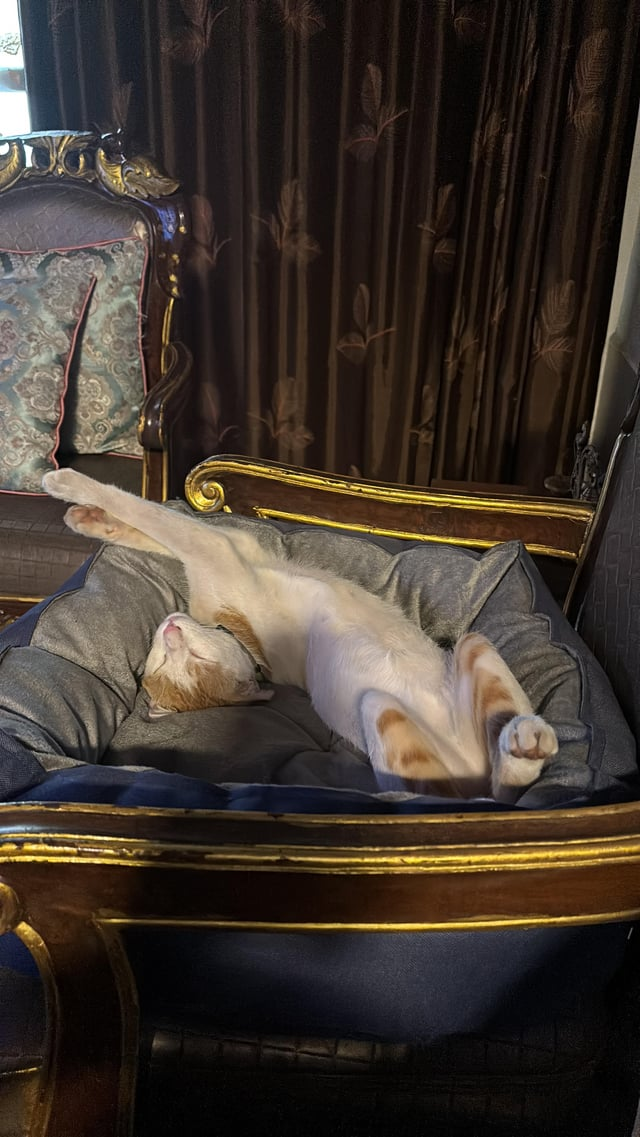 Cheezburger Image 10615969536