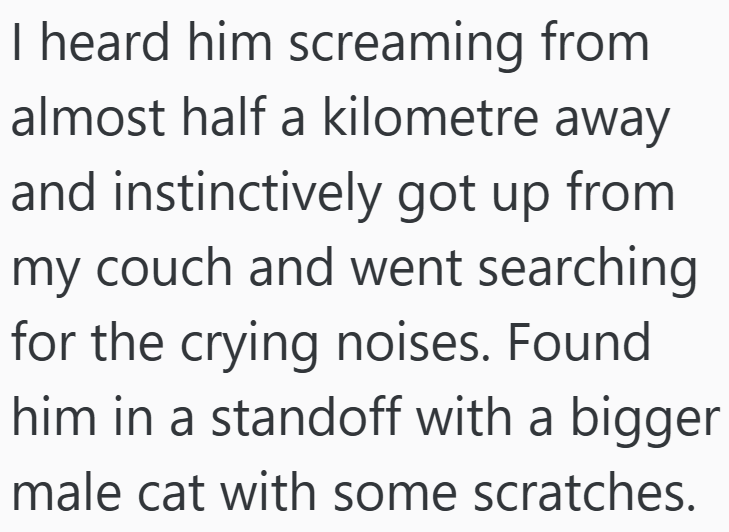 I heard him screaming from almost half a kilometre away and instinctively got up from my couch and went searching for the crying noises. Found him in a standoff with a bigger male cat with some scratches.
