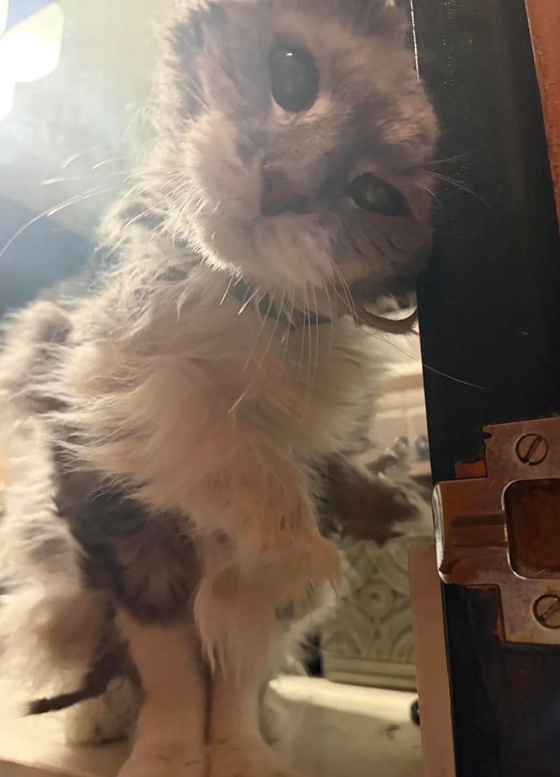 Cheezburger Image 10615971840