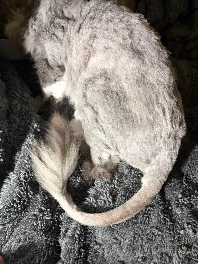 Cheezburger Image 10615972352