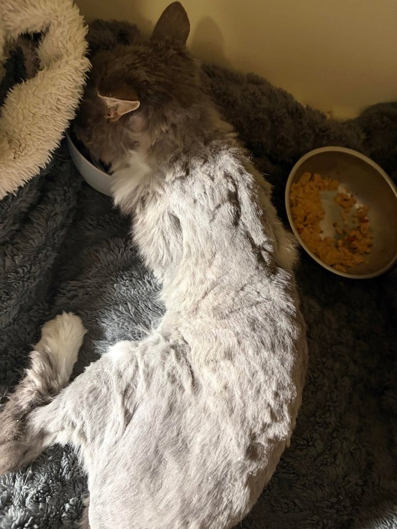 Cheezburger Image 10615972864