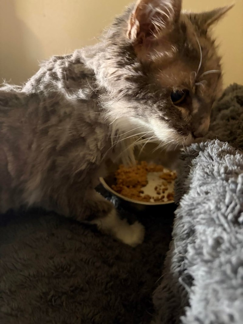 Cheezburger Image 10615973120