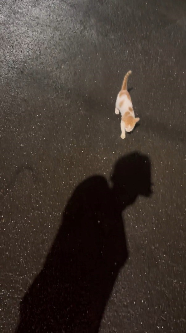 Cheezburger Image 10615973888