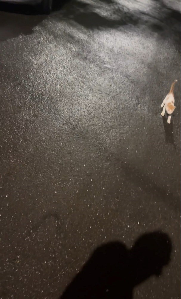 Cheezburger Image 10615974144