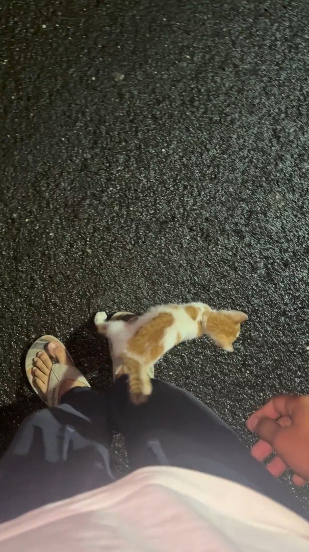 Cheezburger Image 10615974400