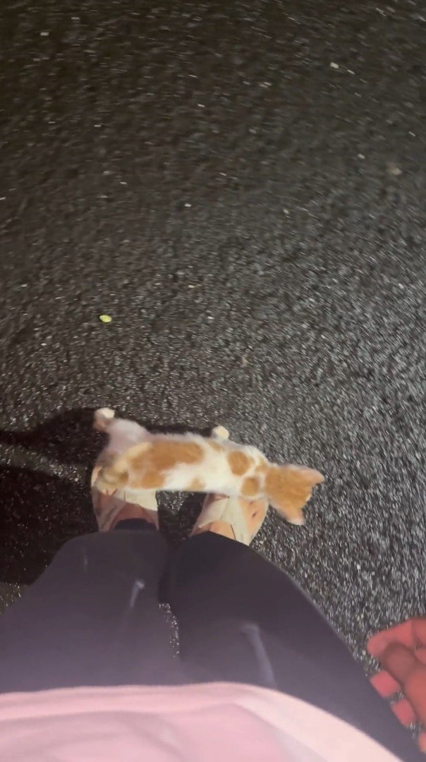 Cheezburger Image 10615975168