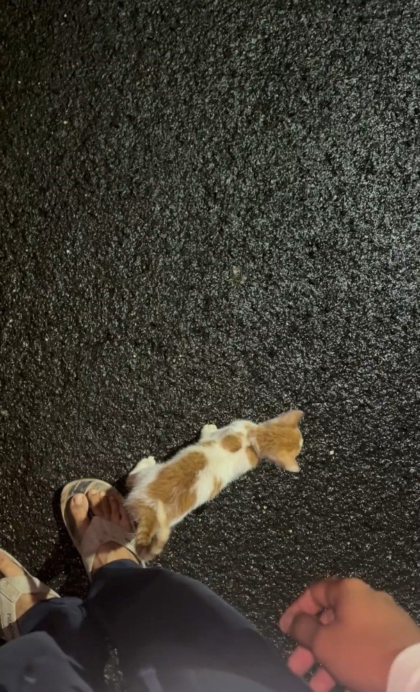 Cheezburger Image 10615975424