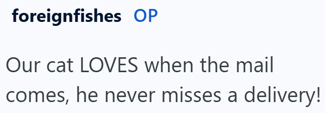 foreignfishes OP Our cat LOVES when the mail comes, he never misses a delivery!