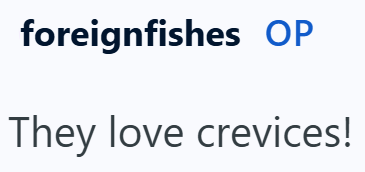 foreignfishes OP They love crevices!
