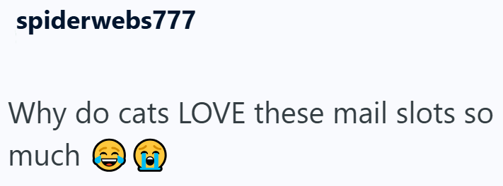 spiderwebs777 Why do cats LOVE these mail slots so much D