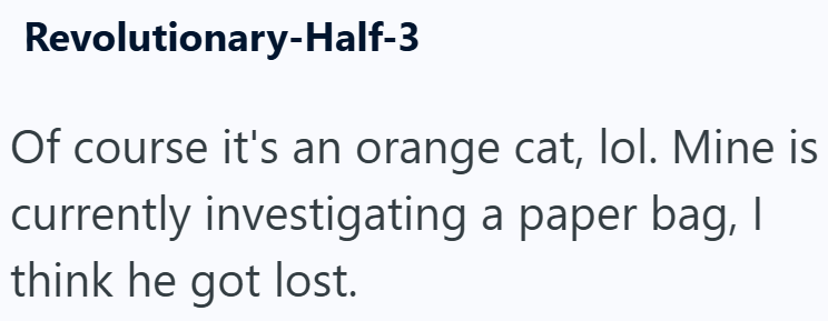 Revolutionary-Half-3 Of course it's an orange cat, lol. Mine is currently investigating a paper bag, I think he got lost.