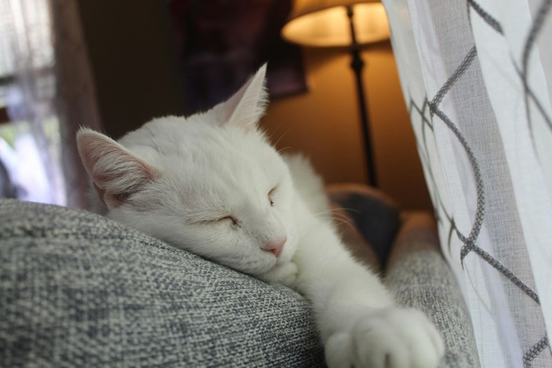 Picture of a white cat sleeping.