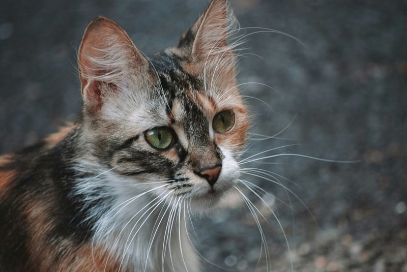 Picture of a colorful cat.