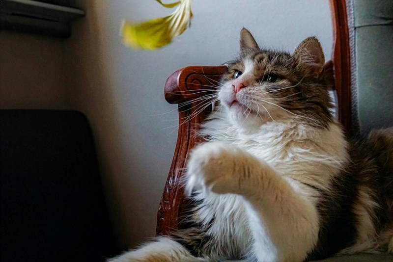 Picture of a cute cat playing. 