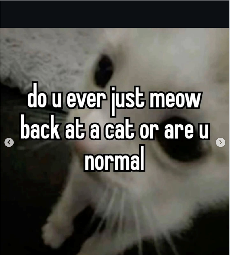 do u ever just meow back at a cat or are u normal