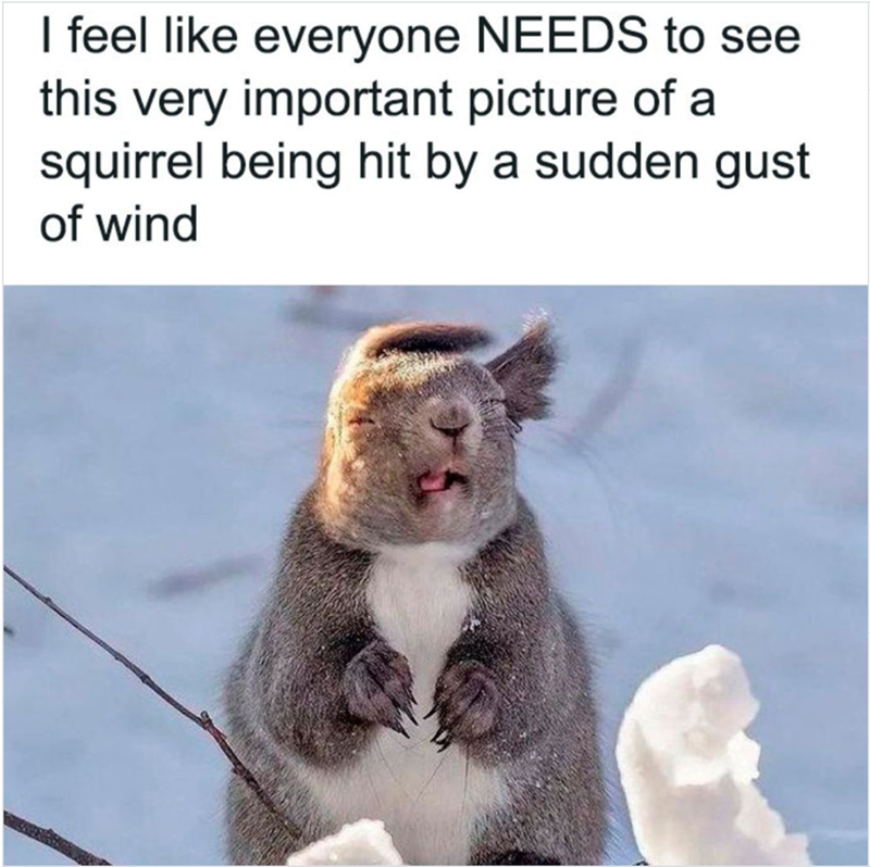 I feel like everyone NEEDS to see this very important picture of a squirrel being hit by a sudden gust of wind