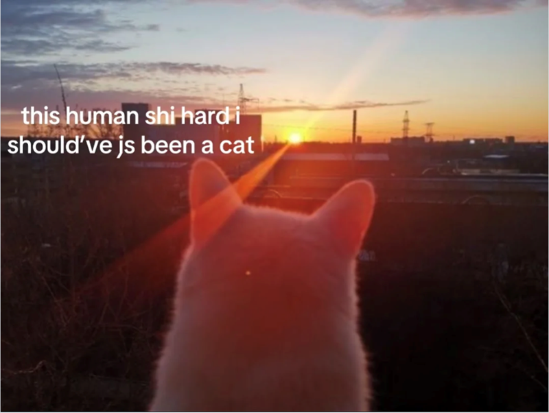 this human shi-hard i should've js been a cat
