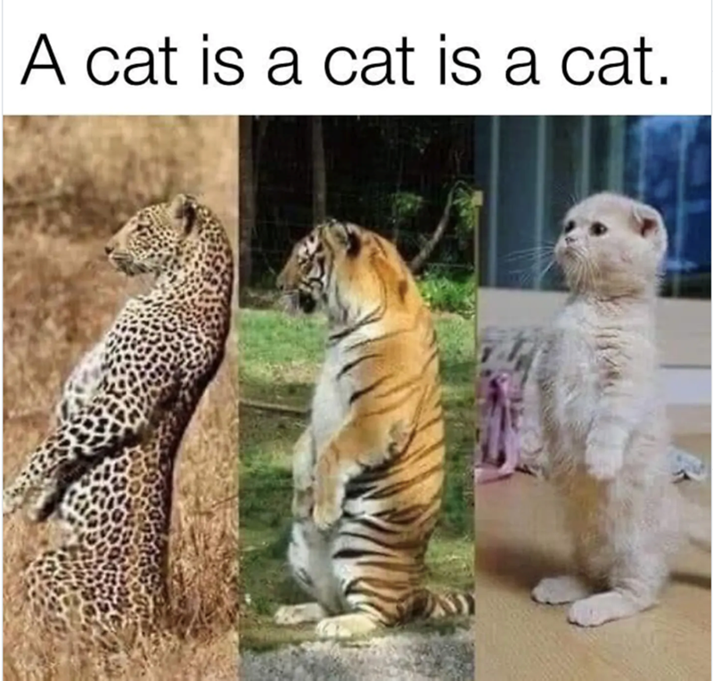 A cat is a cat is a cat.