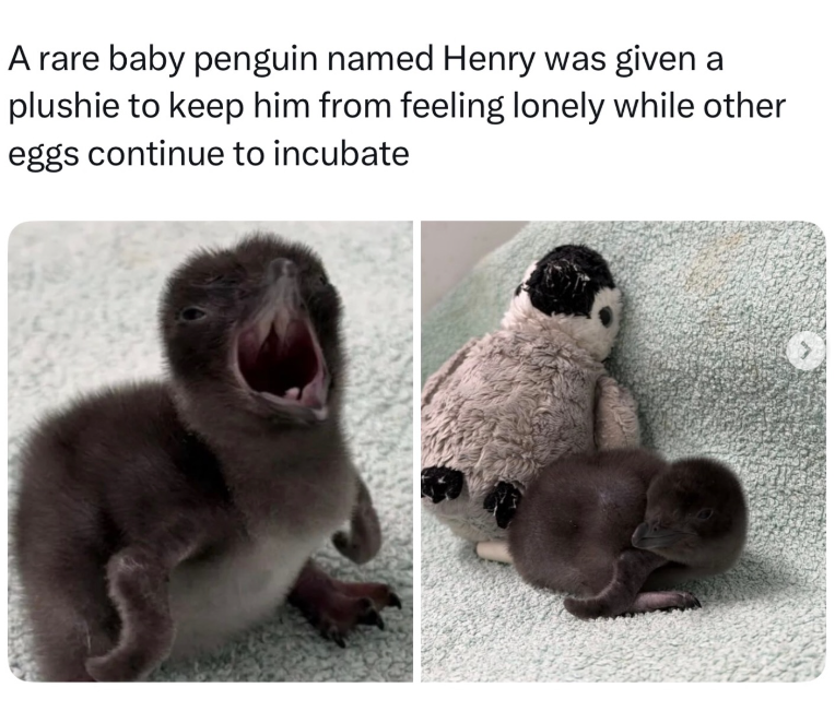 A rare baby penguin named Henry was given a plushie to keep him from feeling lonely while other eggs continue to incubate
