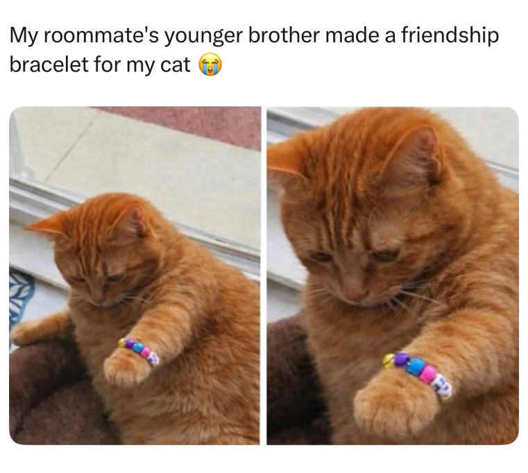 My roommate's younger brother made a friendship bracelet for my cat