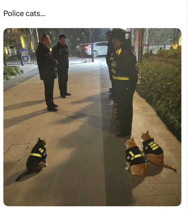Police cats...