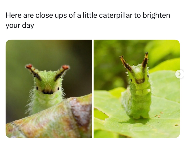 Here are close ups of a little caterpillar to brighten your day