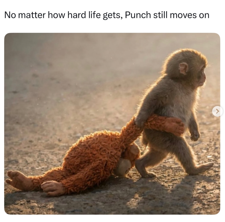 No matter how hard life gets, Punch still moves on >