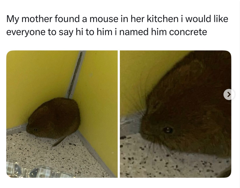 My mother found a mouse in her kitchen i would like everyone to say hi to him i named him concrete >