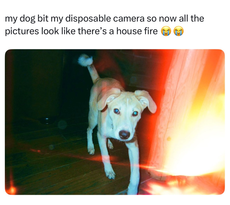 my dog bit my disposable camera so now all the pictures look like there's a house fire