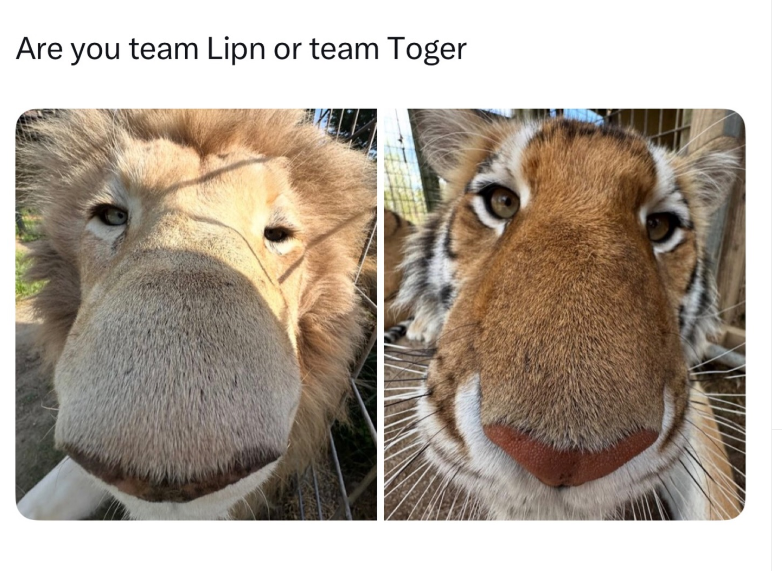 Are you team Lipn or team Toger