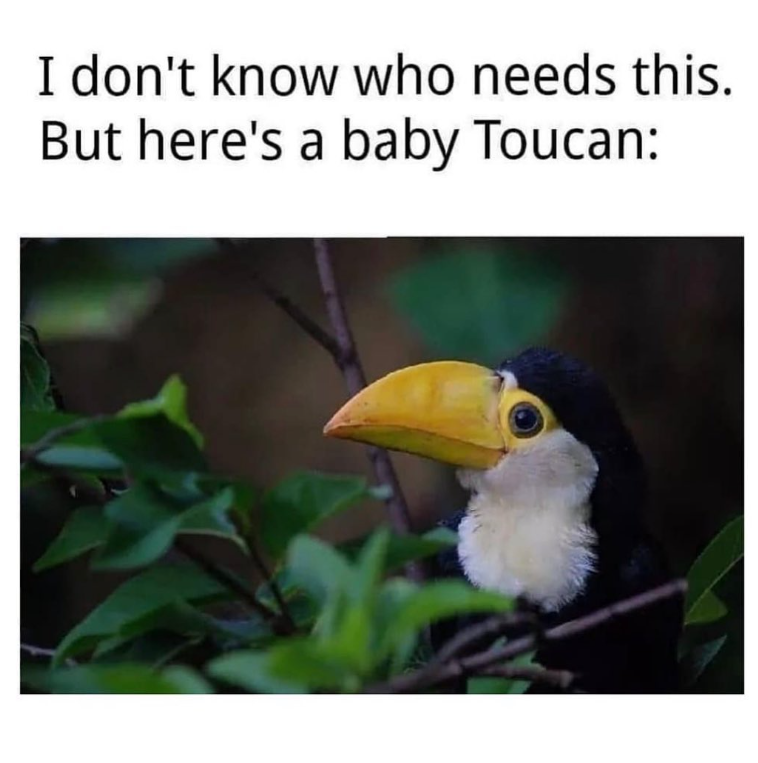 I don't know who needs this. But here's a baby Toucan: