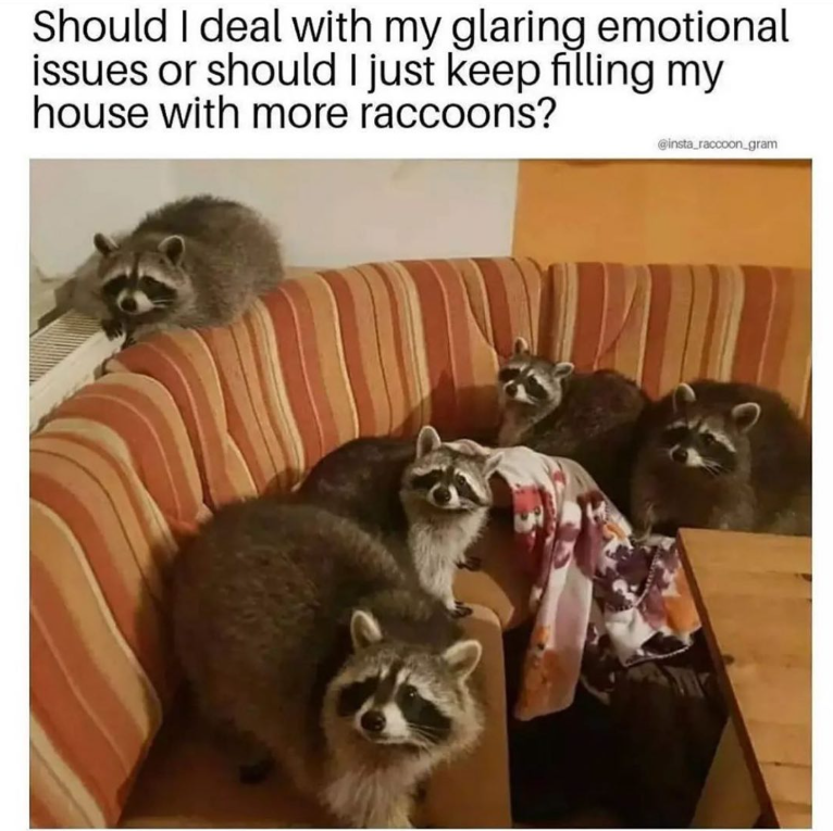 Should I deal with my glaring emotional issues or should I just keep filling my house with more raccoons? @insta_raccoon_gram