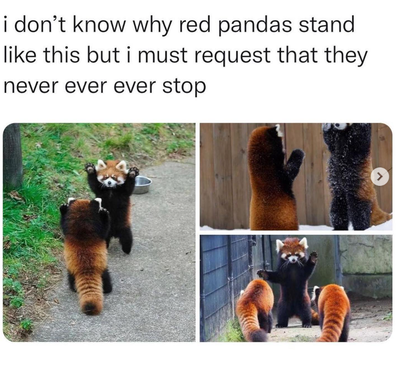 i don't know why red pandas stand like this but i must request that they never ever ever stop