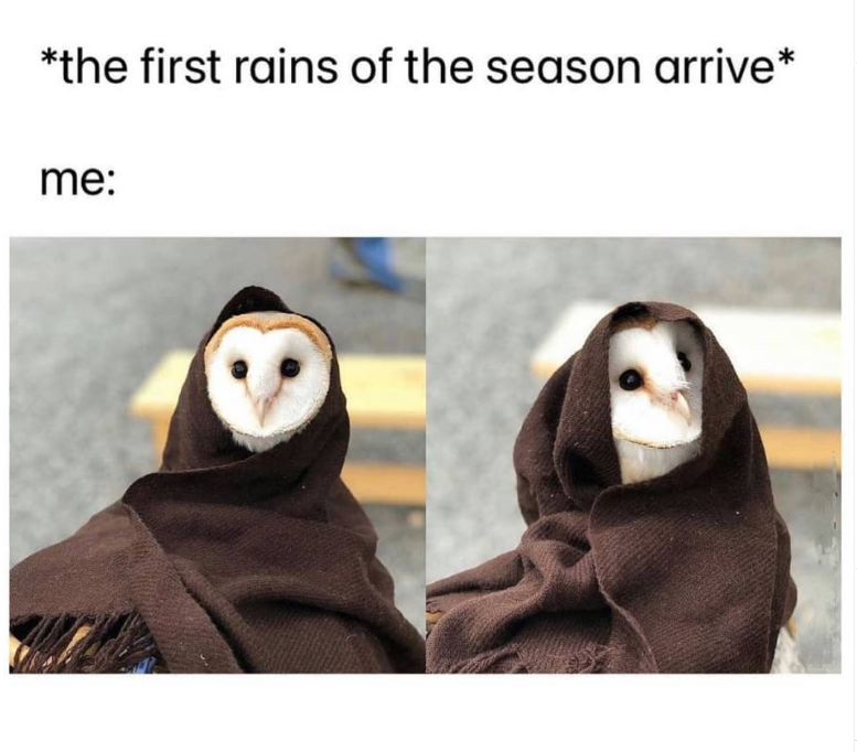 *the first rains of the season arrive* me:
