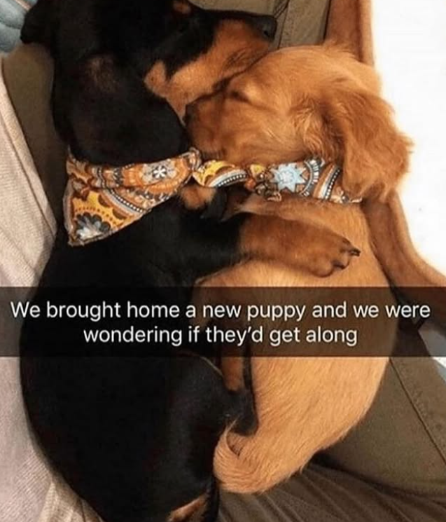 * We brought home a new puppy and we were wondering if they'd get along