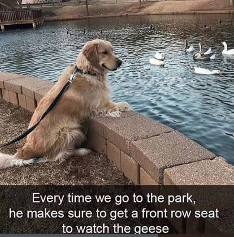 Every time we go to the park, he makes sure to get a front row seat to watch the geese