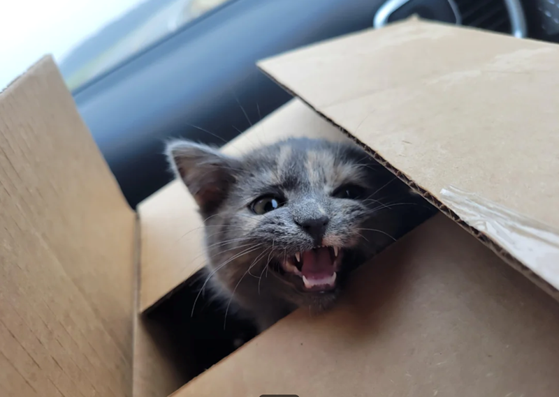 Cheezburger Image 10616027136